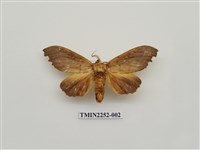 藏品(黃星凹緣天蛾)的圖片